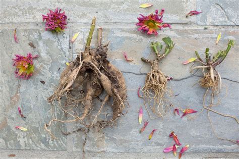 A Comprehensive Guide To Selecting And Preparing Dahlia Tubers For