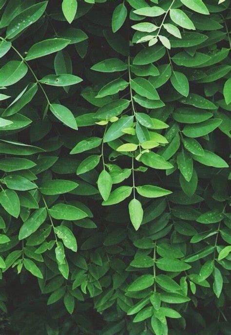 Download Free 100 + green plant aesthetic