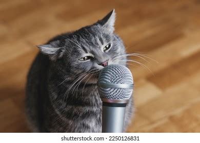 1,601 Cat With Microphone Images, Stock Photos & Vectors | Shutterstock