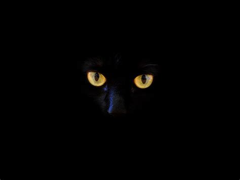 Cat Black Cat Eyes Dark 4k Wallpaper | TOPpng