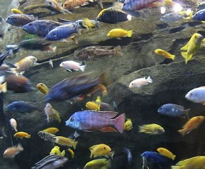 African Cichlids ~ Breeding Fish