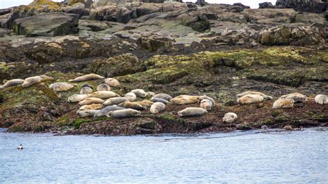 A Complete Guide to Acadia National Park Wildlife - Getaway Couple