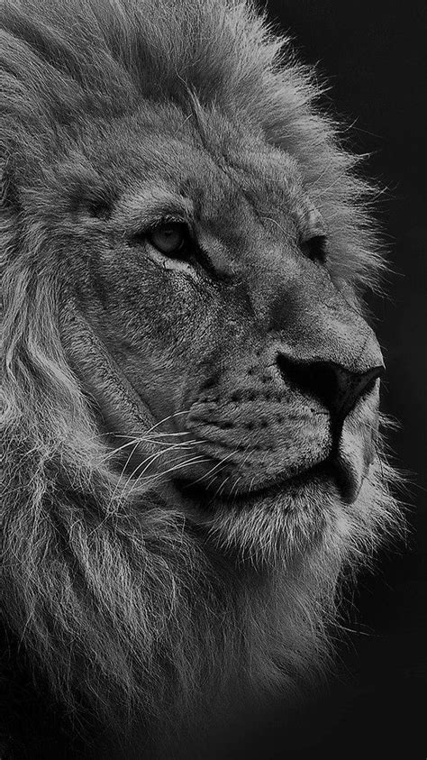 Black Lion Mobile White Lion Iphone Hd Phone Wallpaper Pxfuel