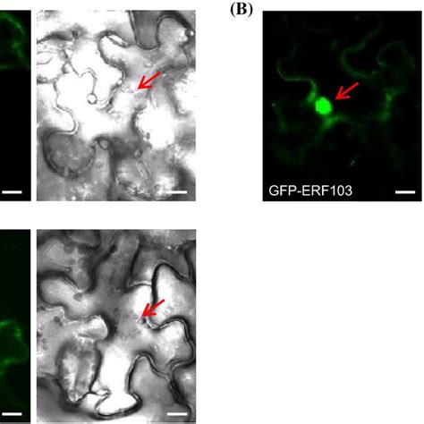 Subcellular Localisation Of Gfp Erf Gfp Erf And Gfp Erf