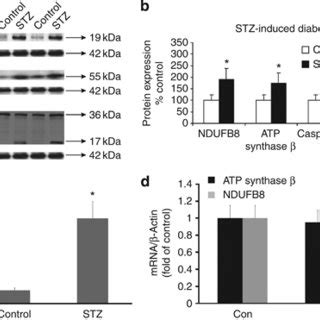 Ndufb Adenosine Triphosphate Atp Synthase And Caspase Protein