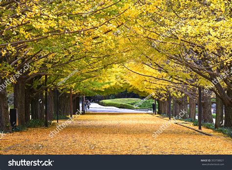 Japan Landscape Forest Yellow Ginkgo Leaf Stock Photo 353738921 | Shutterstock