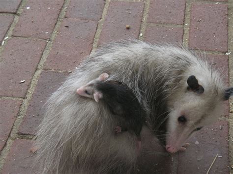 Razzberry Corner: Baby Opossum