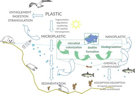 Picture Of Life Cycle Of Various Microorganisms