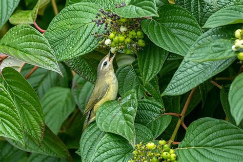 Warbling Vireo Tony Spane Flickr