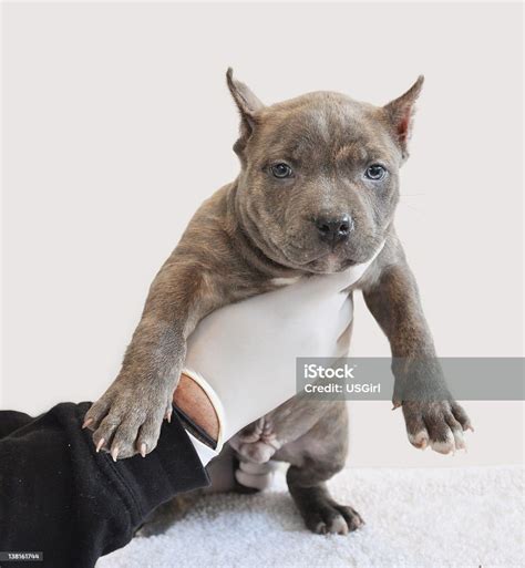 Purebred Blue Nose Brindle Colored American Bully Puppy Stock Photo ...