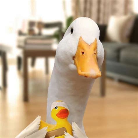 Aflac Duck Little Rubber Ducky Has An Ouchie Aflac Duck Cute Ducklings Funny Duck