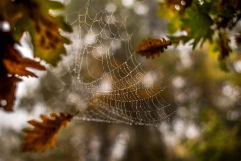 Captura Aproximada De Uma Teia De Aranha Fundo Turvo Imagem De