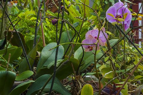 Gambar Menanam Musim Panas Rimba Menghasilkan Makro Botani