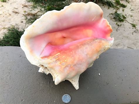 Queen Conch Shell Approx 3 Lb 110 Oz Naturally Harvested Ebay