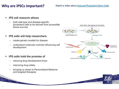 What are stem cells? An introduction to different types of stem cells ...