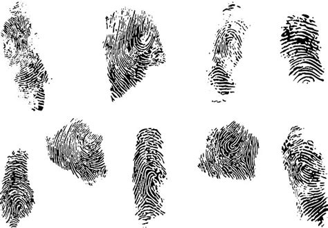 Fingerprint Set Vector Illustration Print Thumb Forensic Vector Print