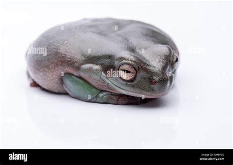 A Big Fat Australian Tree Frog Sitting On The Ground Isolated