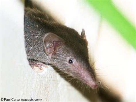 Asian House Shrew From Kuta Badung Regency Bali Indonesia On May 05