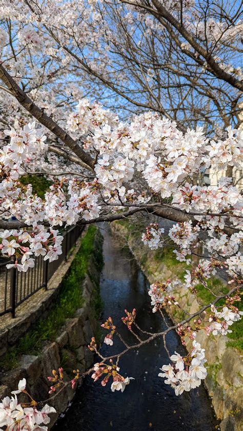 Cherry blossoms in south Kyoto : r/Kyoto