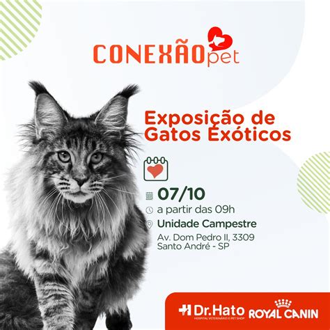 Dr Hato Recebe Felinos Gigantes E Ex Ticos Em Exposi O Express O