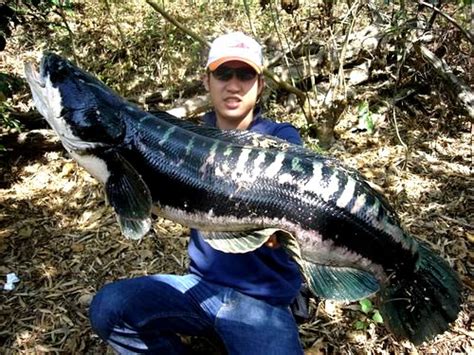 Giant Snakehead Channa Micropeltes Dreamlake Fishing Chiang Mai