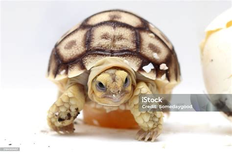 Africa Spurred Tortoise Being Born Tortoise Hatching From Egg Cute