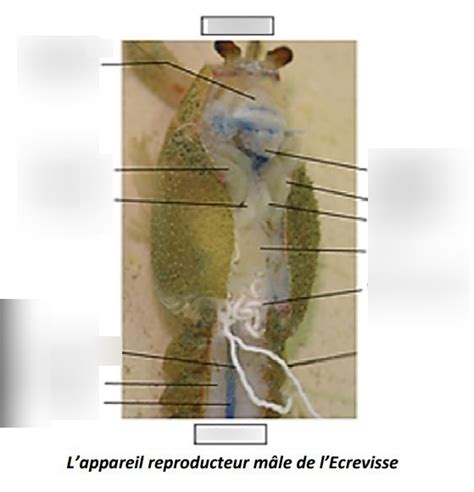 Ecrevisse Appareil reproducteur mâle Diagram Quizlet