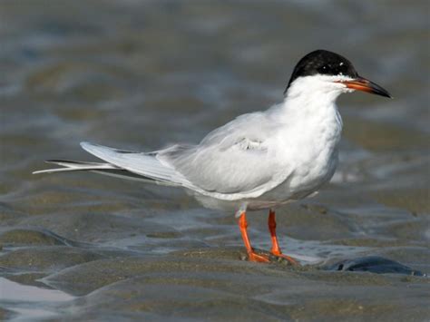 Forster S Tern Guide New York Natural Heritage Program