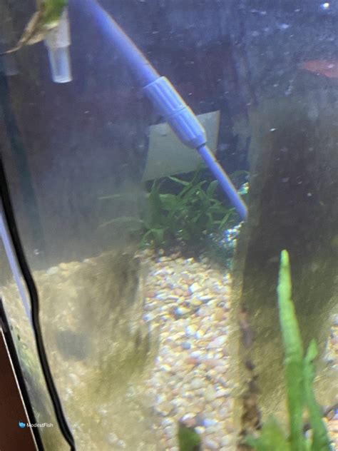 How To Clean Aquarium Glass Inside And Out