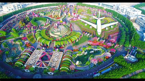 dmg season  aerial view   worlds largest natural flower