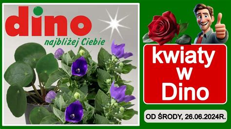 𝐃𝐈𝐍𝐎 Nowa Oferta od Środy 26 06 2024 Kwiaciarnia Dino Tanie