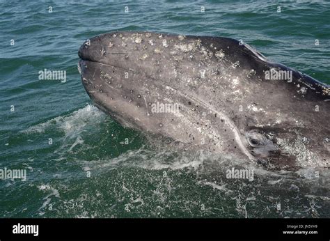 GREY WHALE CALF Stock Photo - Alamy