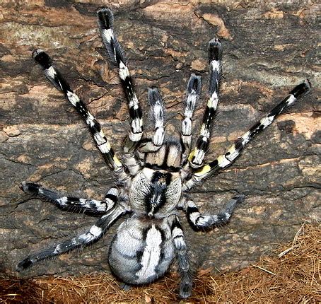 Poecilotheria regalis | John | Flickr