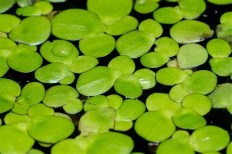 18 Best Pond Plants To Keep Your Ecosystem Healthy