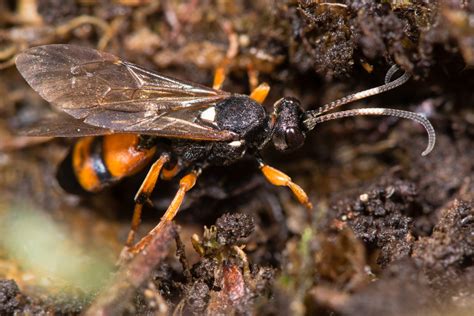 Ichneumon Wasp (Ichneumonidae) - Overview, Identification, Habitat