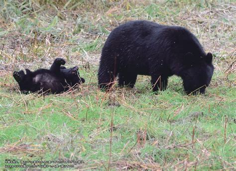 クマはなぜ人里に出てきたのか 株式会社旬報社 働く、学ぶ、育てる、暮らすなどをテーマにする生活に身近な出版社です