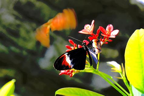 Mysterious Butterfly | Shutterbug