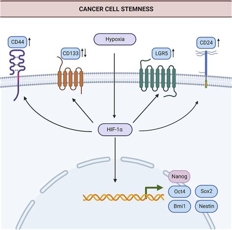 Induction Of Stemness By Hypoxia In Gastric Cancer Hif 1α Induces The