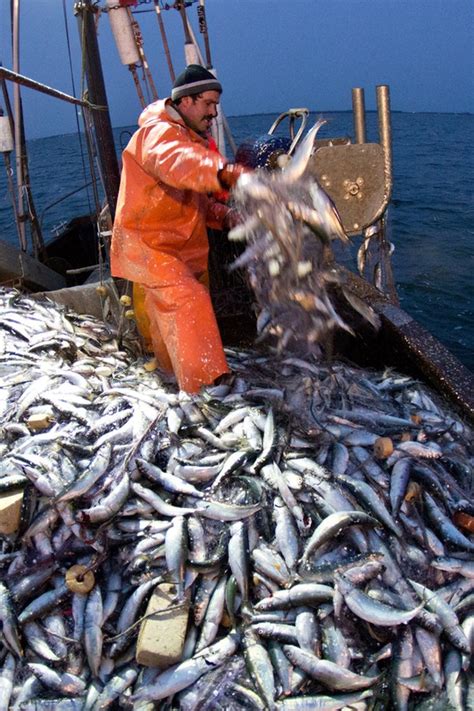 Ostsee Fangquoten Weniger Hering Mehr Dorsch NDR De Nachrichten