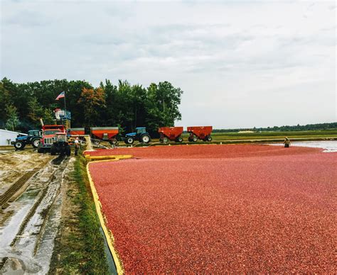 Vagabond To The World: Wisconsin, Cranberry country