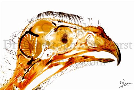 Falcon head bird anatomy print - Plastination Anatomy Embedding