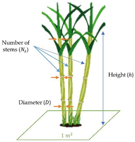 Sugarcane Plant Diagram