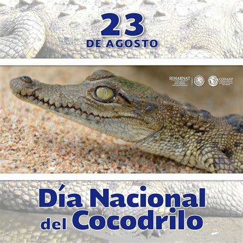 ¡feliz Día Cocodrilo Comisión Nacional De Áreas Naturales