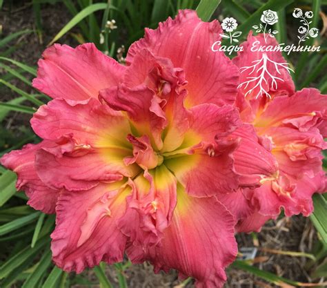 №75 Siloam Olin Frazier (Силоам Олин Фрейзер) - Махровые лилейники ...