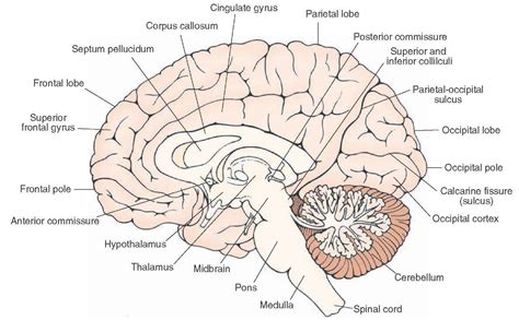 Midsagittal view of the brain. Visible are the structures situated on ...