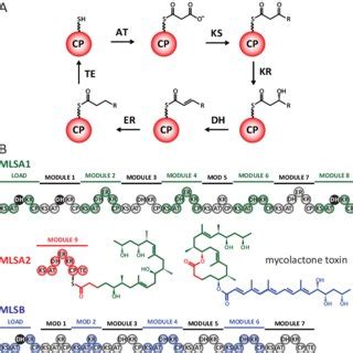 Reaction Scheme And Module Organization For The Mycolactone PKS System