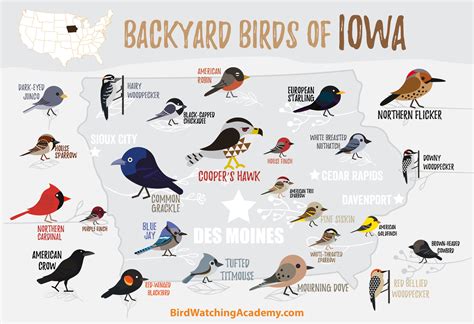 Backyard Birds of Iowa - Bird Watching Academy