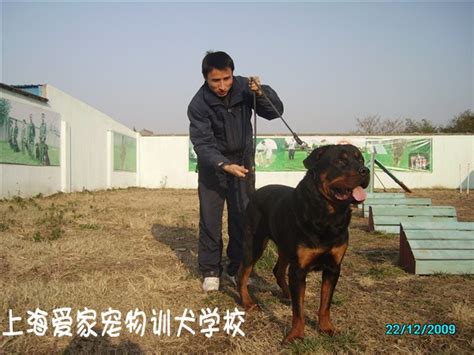 上海训犬基地 上海狗学校 上海训狗 上海宠物训练 上海宠物培训 上海爱家宠物训犬学校