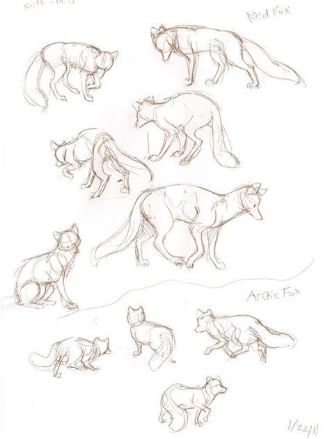 8 best :3 Realistic Foxes and Cartoon Fox Drawing Tutorials images on ...