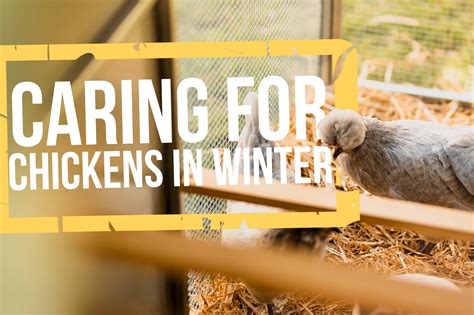 Caring For Chickens In Winter Tips For Happy And Healthy Hens